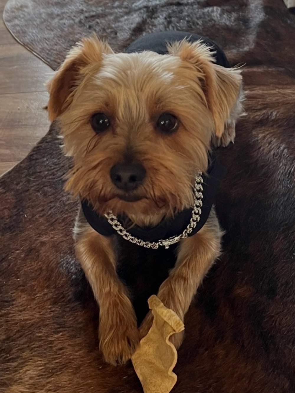 Fur Baby Shiny Sparkling Silver Doggy Chain